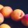 Food-United Dunst-Obst APRIKOSEN-H&Auml;LFTEN 3x F&uuml;llm 800g ATG 480g fruchtig-s&uuml;&szlig;