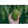 Food-United MANGO P&Uuml;REE Mango-Frucht-P&uuml;ree von Ponthier 6x 1KG