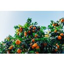 MANDARINEN P&Uuml;REE Zitrus-Frucht-P&uuml;ree von Ponthier 4x 1KG