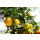 Food-United KALAMANSI P&Uuml;REE Zitrus-Frucht-P&uuml;ree von Ponthier 4x 1KG