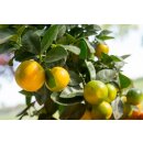 KALAMANSI P&Uuml;REE Zitrus-Frucht-P&uuml;ree von Ponthier 12x 1KG
