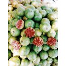 GUAVE P&Uuml;REE Zitrus-Frucht-P&uuml;ree von Ponthier 2x 1KG