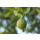 BERGAMOTTEN P&Uuml;REE Zitrus-Frucht-P&uuml;ree von Ponthier 4x 1KG