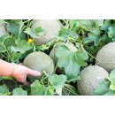 MELONEN P&Uuml;REE Melon-du-Quercy-Frucht-P&uuml;ree von Ponthier 6x 1KG
