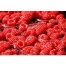 Rote Fr&uuml;chte P&Uuml;REE Frucht-Mark-P&uuml;ree von Ponthier 12x 1KG