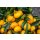 YUZU P&Uuml;REE Japanische Zitrus-Frucht Ponthier 500g Smoothies M&uuml;sli
