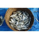 Fisch SARDINEN-MARINIERT-TOMATENSOSSE Sardinen Filets 8x 115g