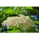 DARBO HOLUNDERBL&Uuml;TEN-GELEE naturrein 640g im Dekorglas