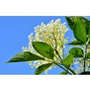 DARBO HOLUNDERBL&Uuml;TEN-GELEE naturrein 640g im Dekorglas