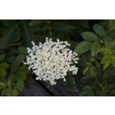 DARBO HOLUNDERBL&Uuml;TEN-GELEE naturrein 640g im Dekorglas