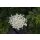 DARBO HOLUNDERBL&Uuml;TEN-GELEE naturrein 640g im Dekorglas