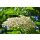DARBO HOLUNDERBL&Uuml;TEN-GELEE naturrein 2x 640g im Dekorglas