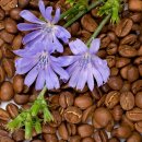 LEROUX CHICOR&Eacute;E Grain 6x 520g koffeinfreier Kaffee-Ersatz aus Zichorienwurzel